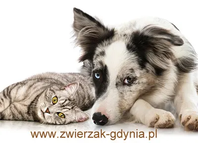 ZWIERZAK Przychodnia Weterynaryjna